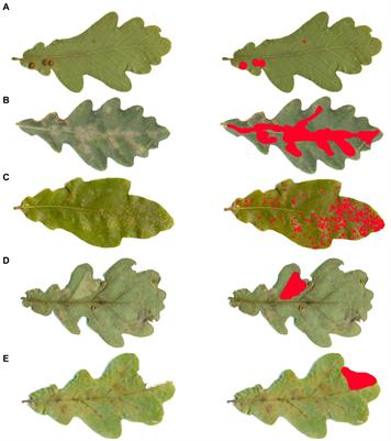 The effect of the oak powdery mildew, oak lace bug, and other foliofagous insects on the growth of young pedunculate oak trees